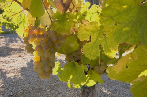 Valdeorras godello